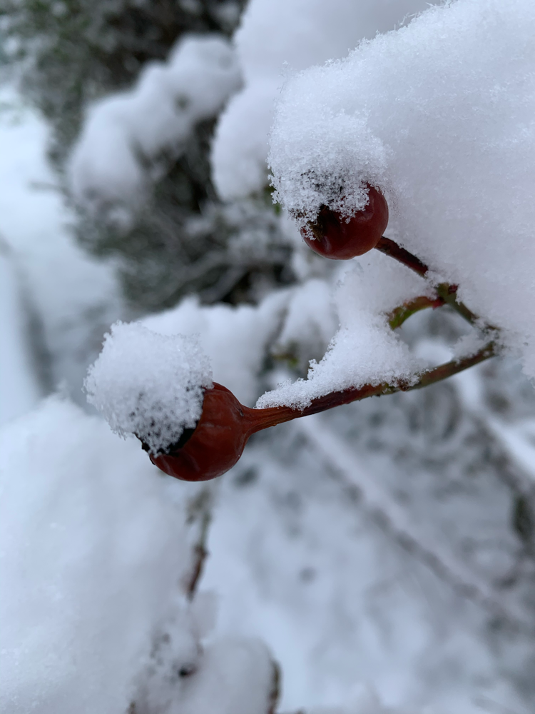 Frozen in Time - Photo by Sylvia Makk