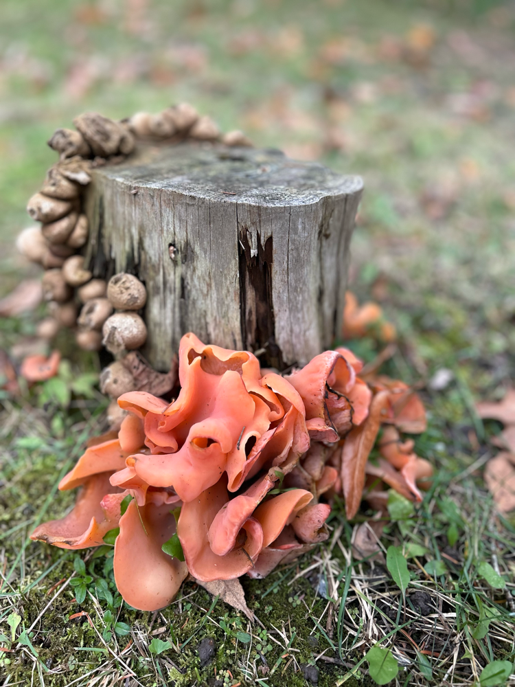 Furly - Photo by Sylvia Makk