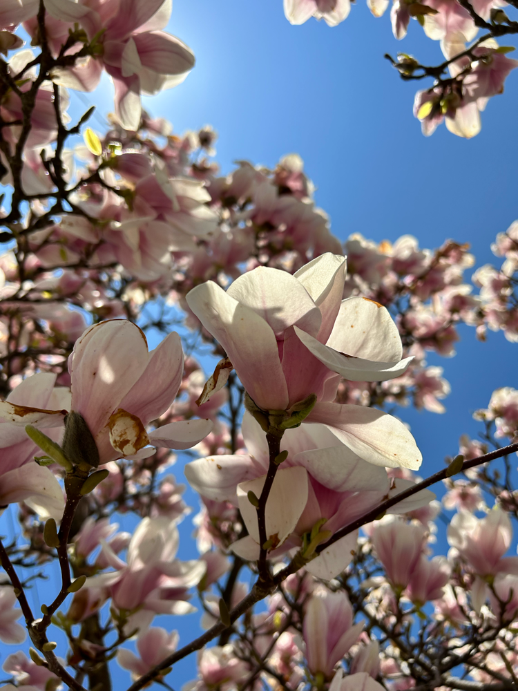 Magnolia Shine - Photo by Sylvia Makk