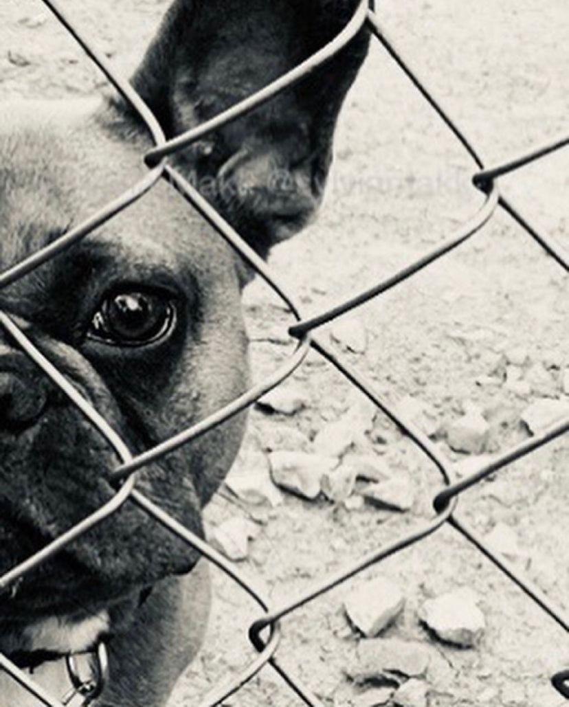 Nellie The Frenchie - Photo by Sylvia Makk