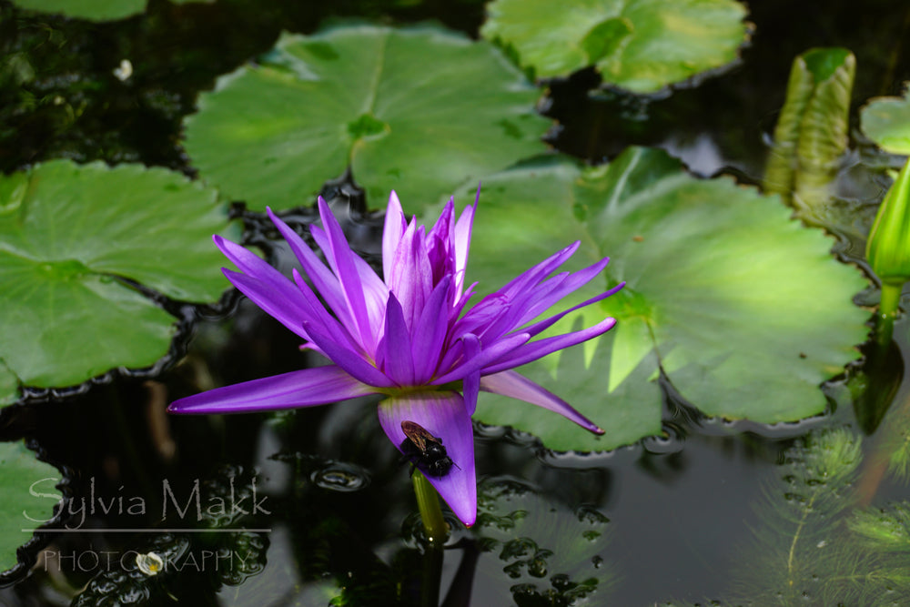 Purple Landing - Photo by Sylvia Makk