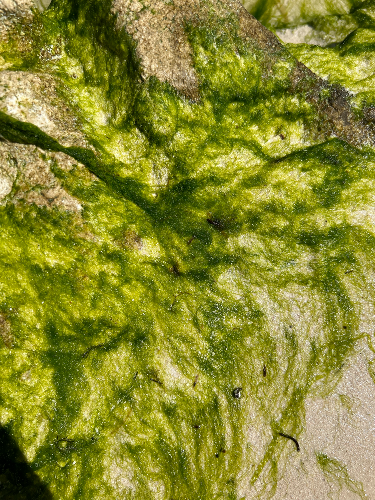 Algae Art - Photo by Sylvia Makk