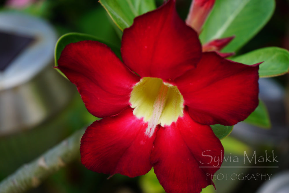 Desert Red - Photo by Sylvia Makk