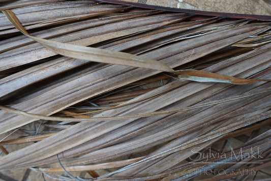 Fronds - Photo by Sylvia Makk