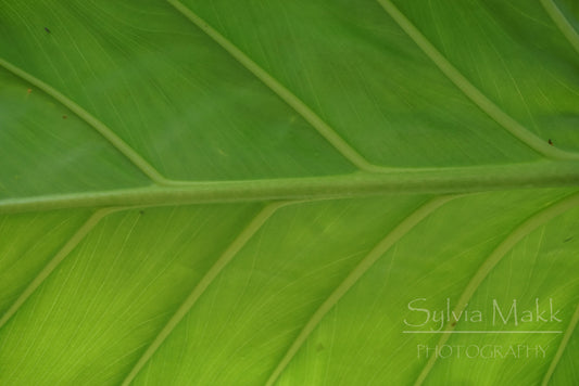 Green Veins - Photo by Sylvia Makk